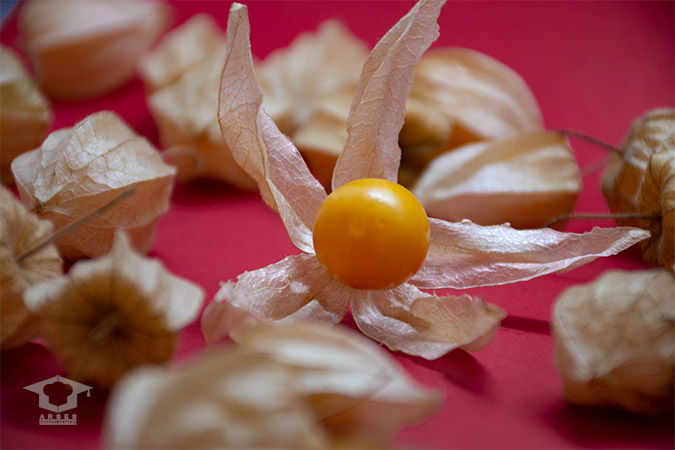گل فیسالیس