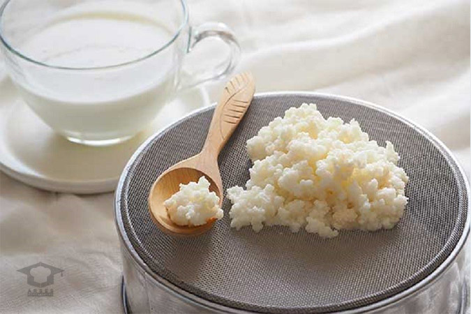 مخمر کفیر به شکل پنیر